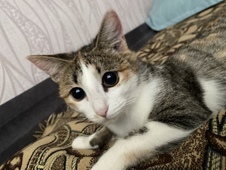 Кошка в добрые руки