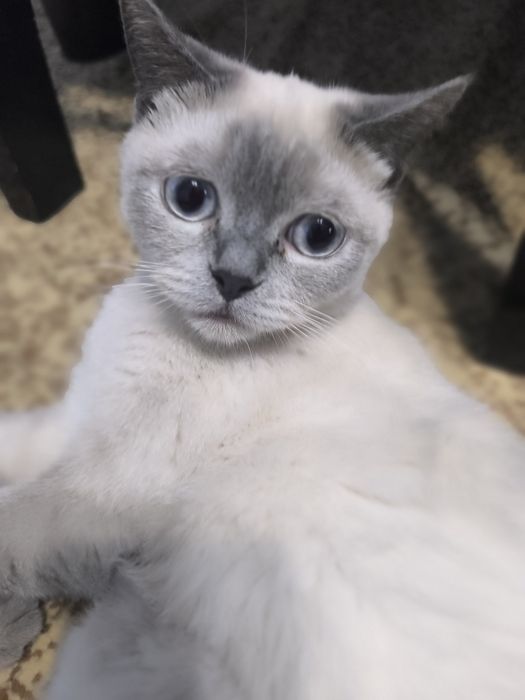Шотландский скотиш страйт