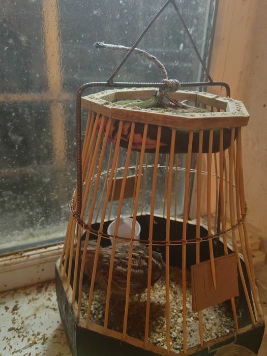 Певчие Италия бедана молодые