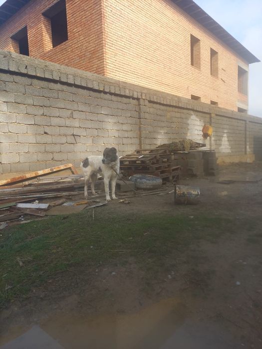 Алабай спешенный