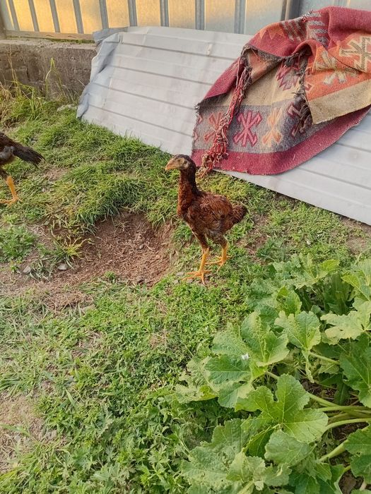 Даканы шамо карея