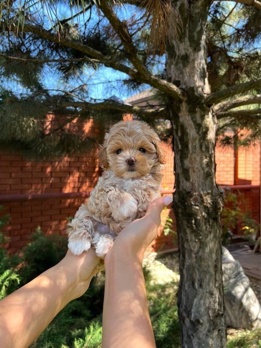 Maltipoo poodle pudel mini toy