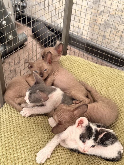 Продам котят сфинксов велюр