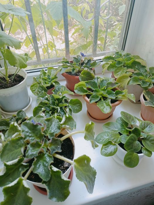 Продам комнатные цветы