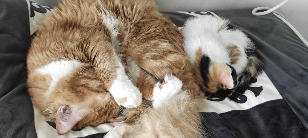 Отдам котят в добрые руки. 3 месяца