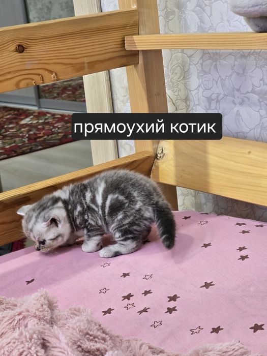 Шотландские котята