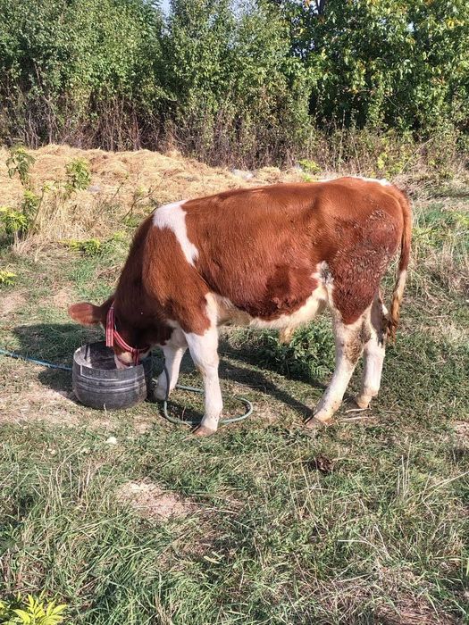 Vitel baltata romaneasca de 5 luni