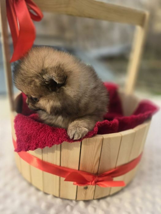 Продаётся шпиц,мини девочка.