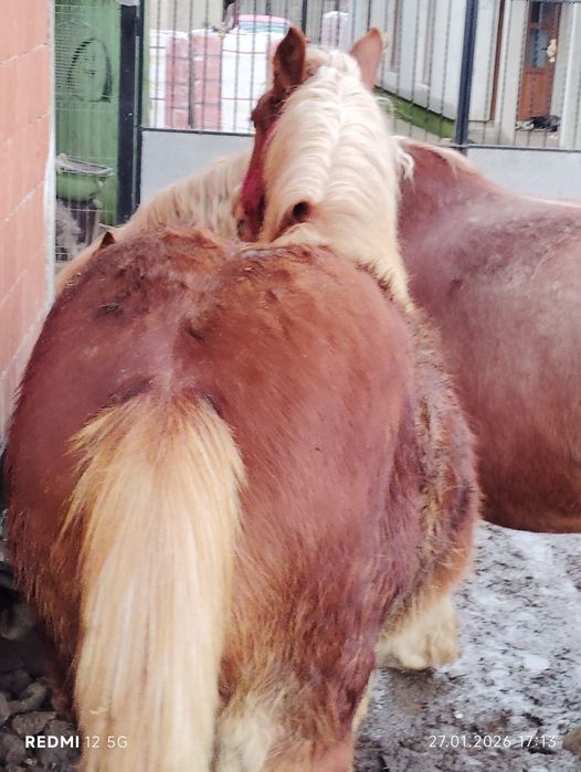 De vanzare Manz Cuminte