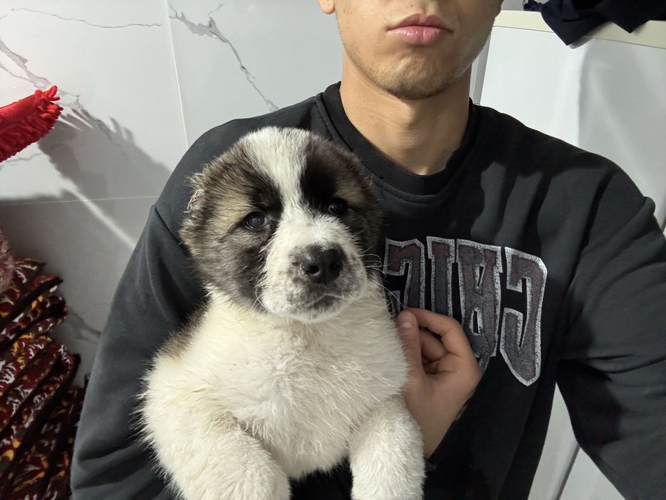 Алабай чистокровный