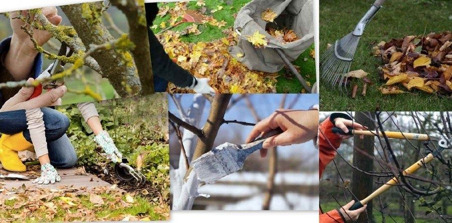 Садовник богбон услуги