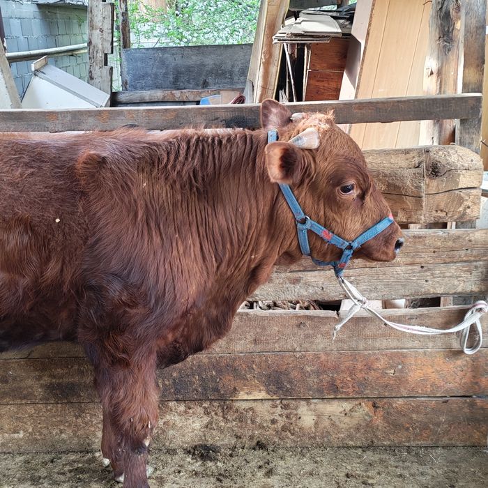 Бык бука продам 1.5 год