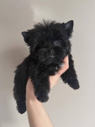 Щенки йоркширского терьера