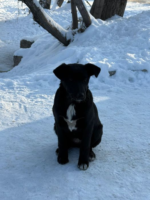 Щенки ищут дом..