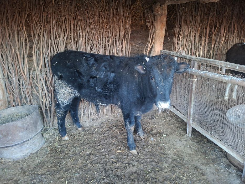 Семиз баспактар бар