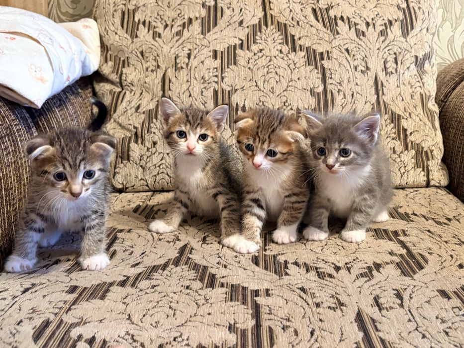 Отдам котят в добрые руки