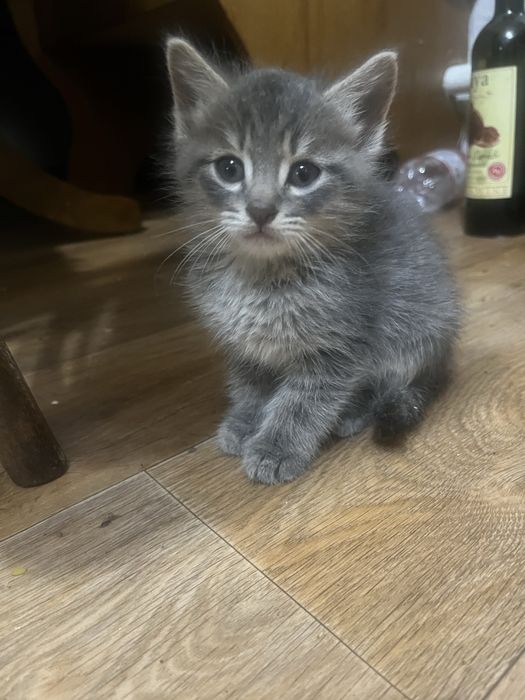 Отдадим в хорошие руки котят