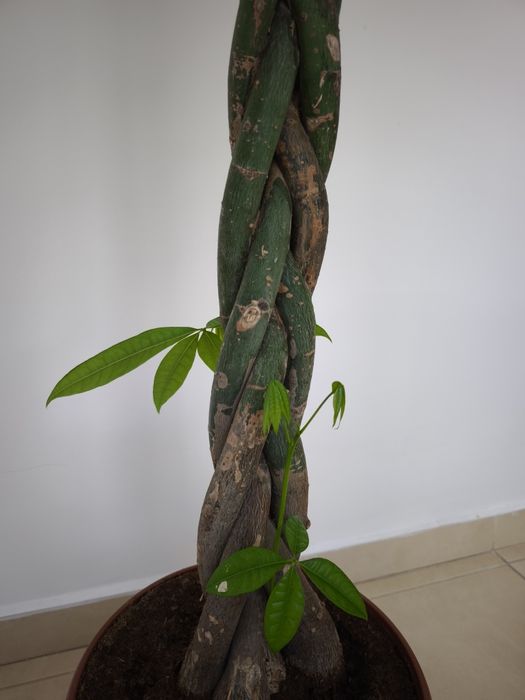 Arborele banilor Pachira tulpina impletita