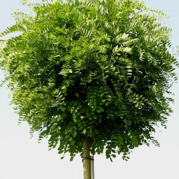 Vand salcâm globular