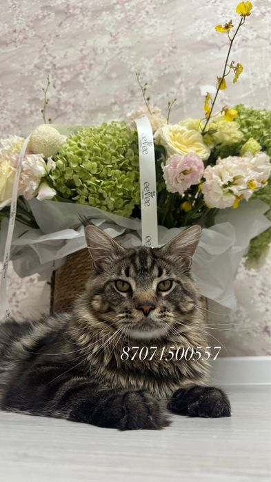 Мейнкун кот молодой