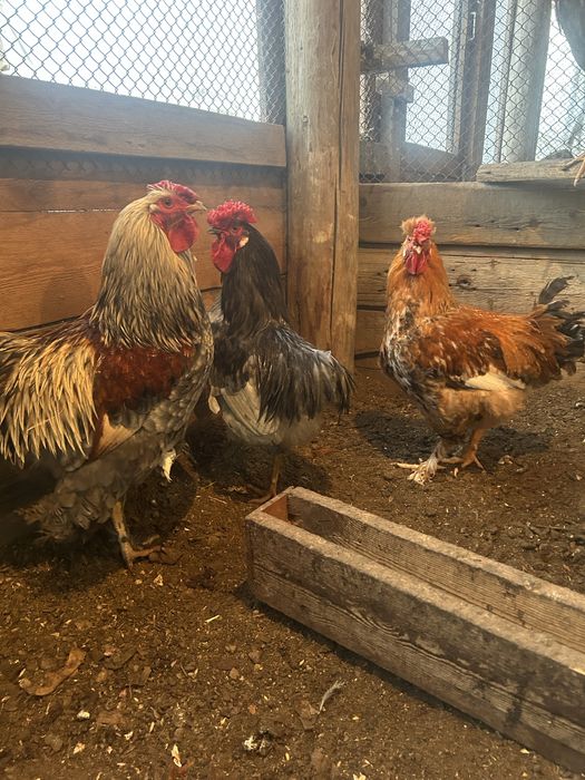 Продаются петухи молодые