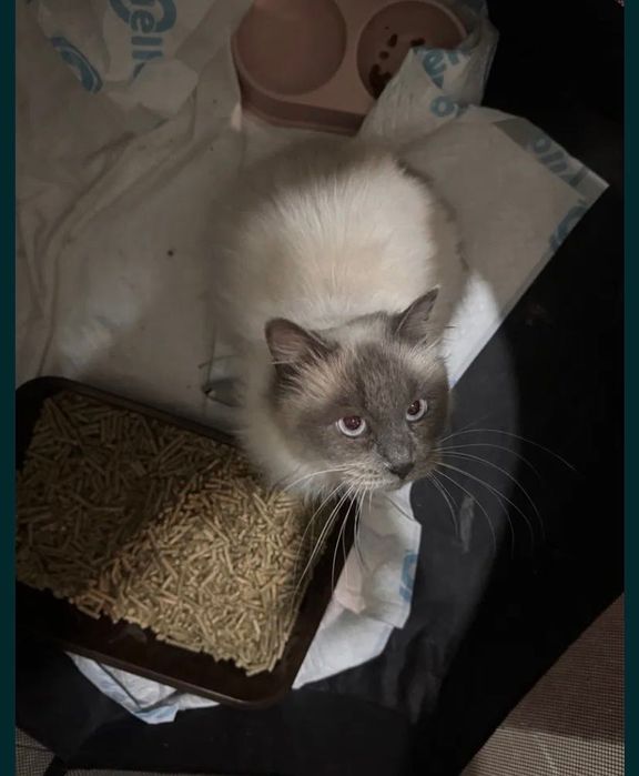 Кошечка бесплатно даром