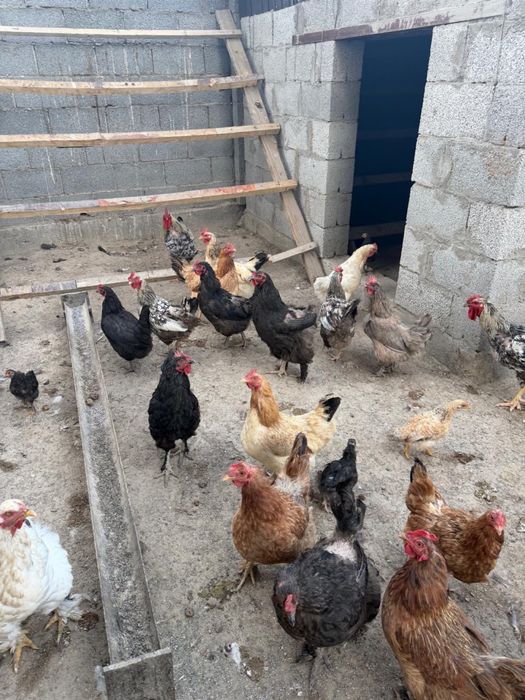 Продам кур домашних