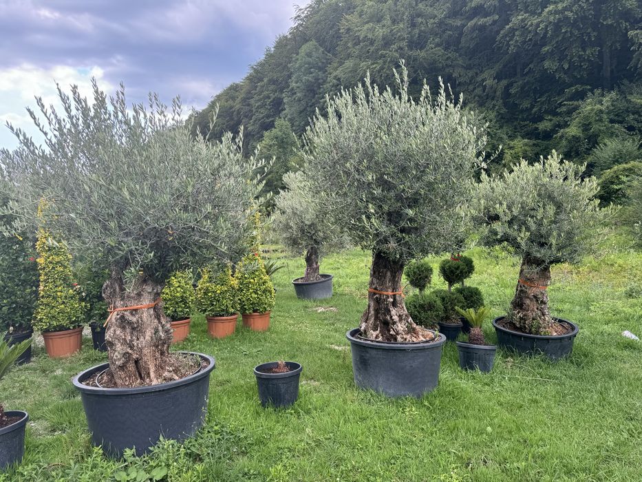 Maslini seculari ( centenari - batrani ) bonsai din maslin etc