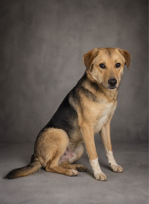 Подарю в дом шикарного пса (мальчик)