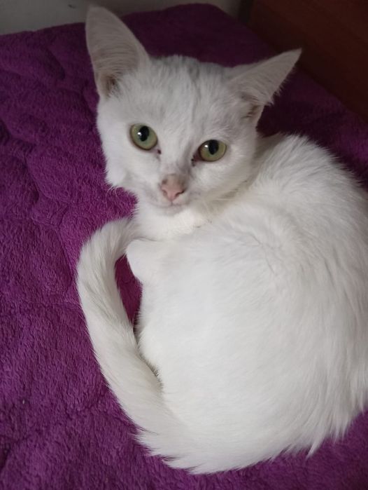 Отдам котят черного и белого