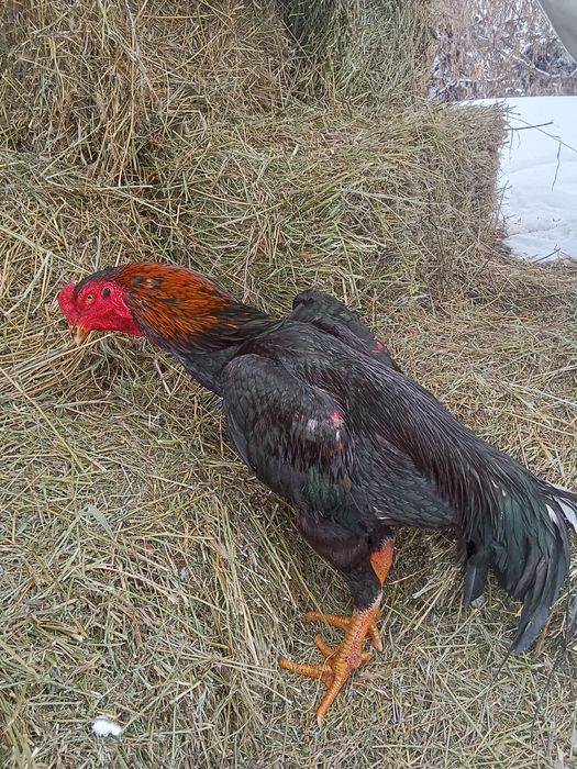 Дакан курица алматы