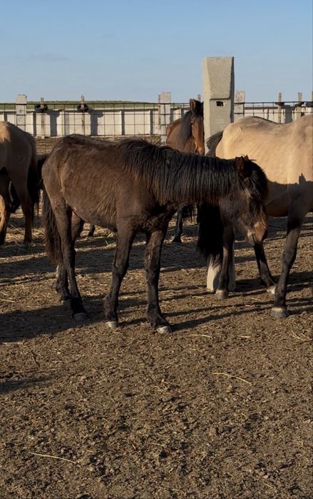 Тайлар сатылады 5 бас