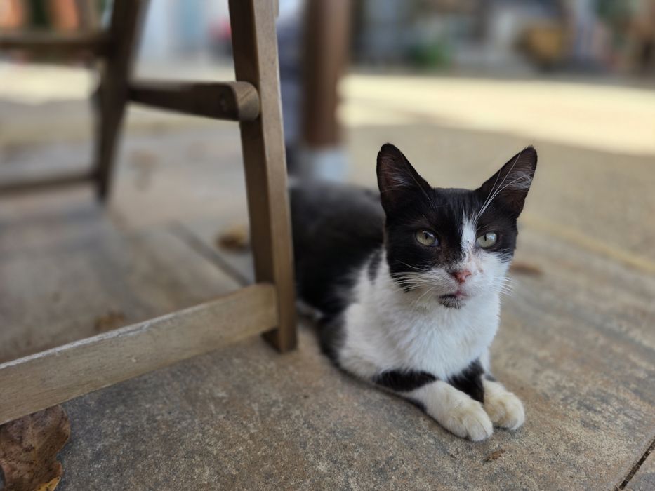Donatie pisica (femela)