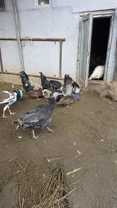 Жас аналық индуктар сатылады – 20 000 тг