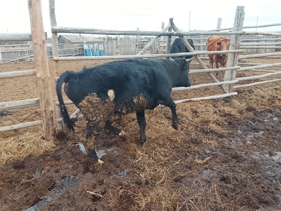 Продам бычков с откорма