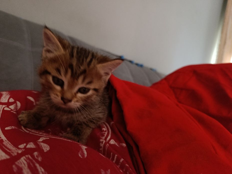 Отдадим котенка в добрые руки мальчик