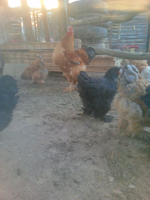 Vând ouă de incubat de brahma