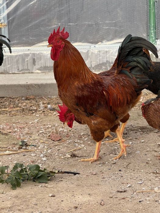 Цыплята, яйцо инкубационное породы Хан Хяп 3 (ТодЖон)