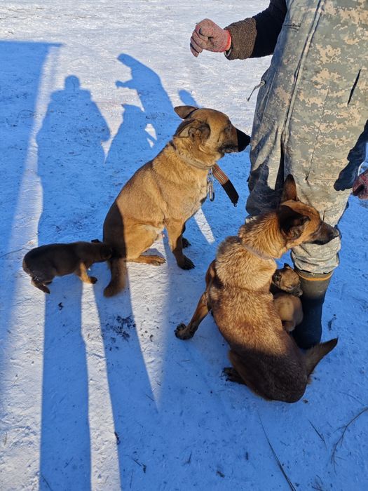 Щенки бельгийской овчарки (малинуа)