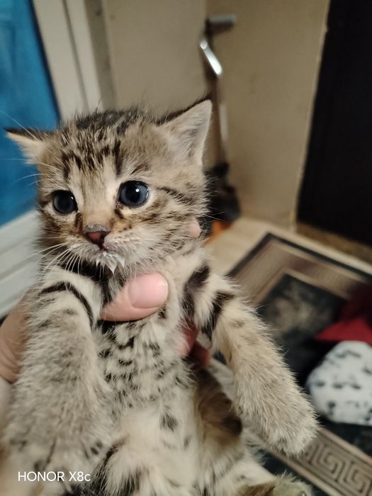 Продам котят 1000т