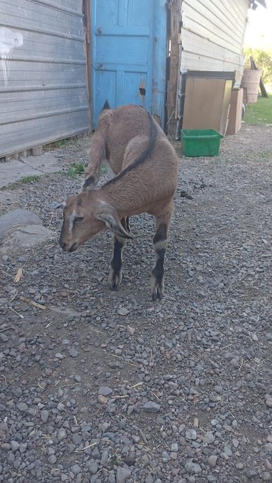 Продам Козу с козленком