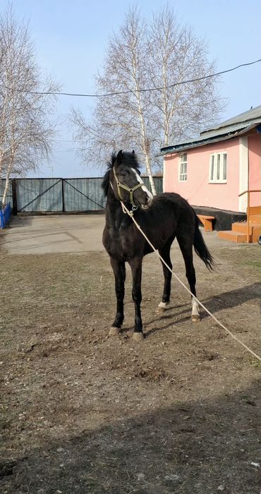 Продам лошадь тайдан,Байкала шыкты