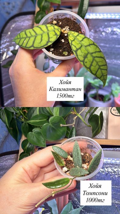 Хойи комнатные растения