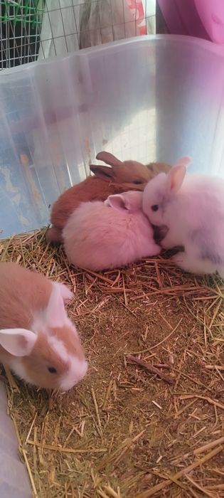 Кролики декоративные
