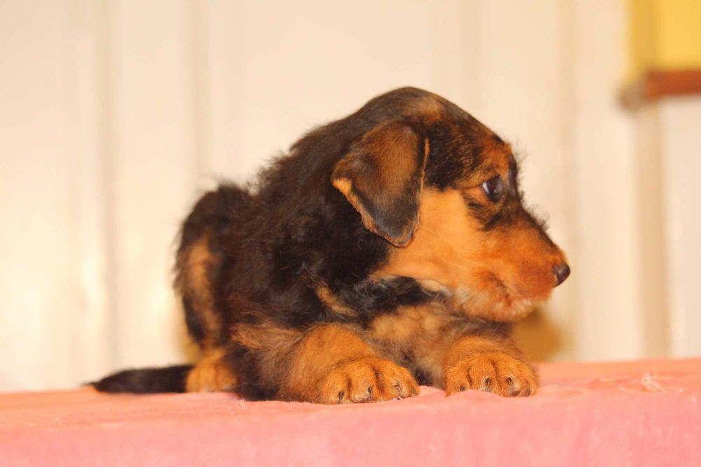 pui airedale terrier din parinti campioni