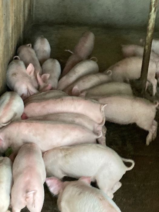 Продавам малки прасенца