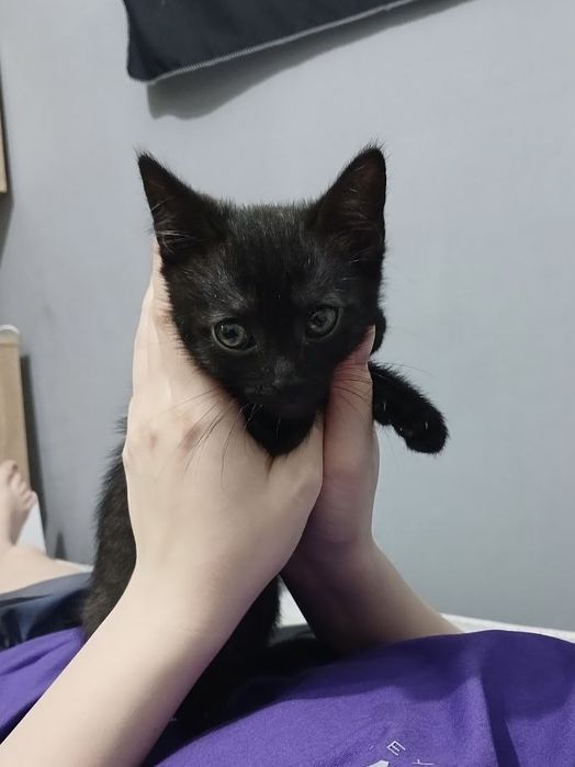 Кошечка полтора месяца