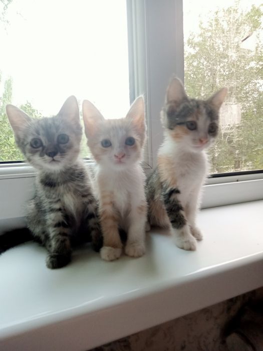 Котята ищут своего хозяина