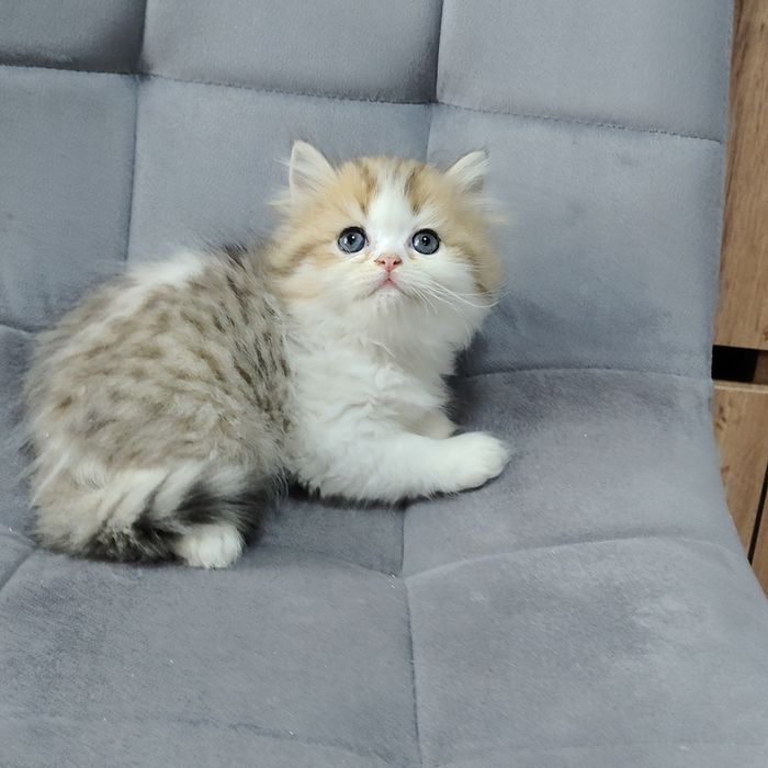 Котик Бикадорный золотой бабби
