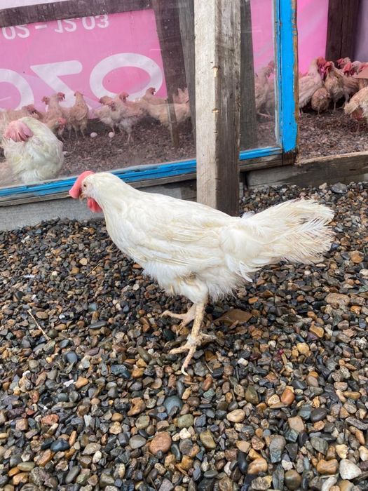 Куры несушки молодые